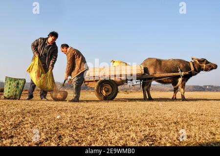 (210206) -- GUIYANG, 6 février 2021 (Xinhua) -- La photo du fichier prise le 2 janvier 2014 montre Ma Mindian (L) et Zang Erjun (décédé en mars 2017) dispersant le maïs pour les oiseaux dans la réserve naturelle nationale Caohai dans le comté autonome de Yi, hui et Miao de Weining, dans le sud-ouest de la Chine, province de Guizhou. Créée en 1992 en tant que réserve naturelle nationale, la réserve naturelle nationale Caohai couvre une superficie de plus de 120 000 kilomètres carrés. Au cours des dernières années, plus de 60 000 personnes ont servi de Rangers de la réserve, nourrissant des oiseaux, observant les activités des oiseaux et patrouilant dans la réserve. Jour après jour, le à Banque D'Images