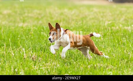 Jeune chien basenji courant dans le champ sur le courrant lure concurrence Banque D'Images