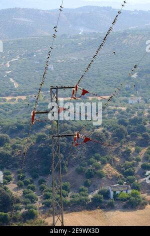 Les essaims se reposant en grand nombre sur des lignes électriques dans le sud de l'Espagne sur leur longue migration vers l'Afrique du Sud. Sierras Subbeticas, Andalousie, Espagne. Banque D'Images