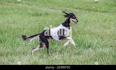 Chien de Saluki en chemise blanche courant sur le terrain concours de courtisans lure Banque D'Images