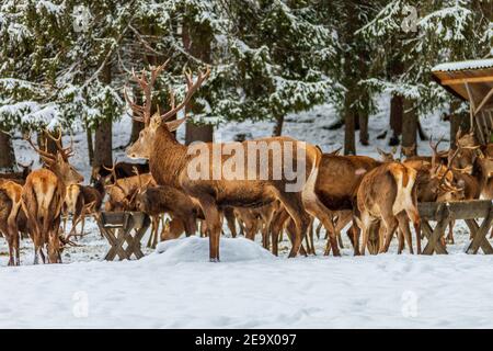 Cerf à la station d'alimentation, alimentation sauvage en hiver, Allemagne. Banque D'Images