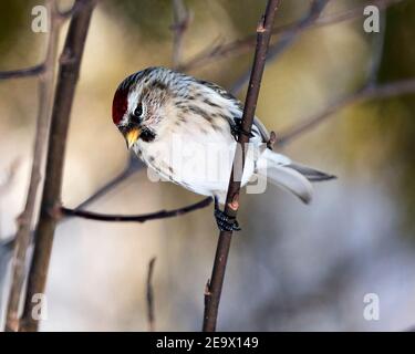 Vue en gros plan du sondage rouge, perchée avec un arrière-plan flou dans son environnement et son habitat. Image. Image. Portrait. Photo de stock de sondage rouge. Banque D'Images