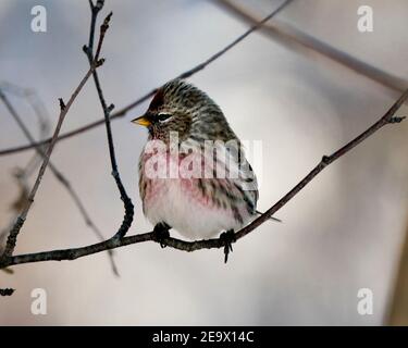 Vue en gros plan du sondage rouge, perchée avec un arrière-plan flou dans son environnement et son habitat. Image. Image. Portrait. Photo de stock de sondage rouge. Banque D'Images