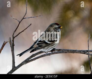 Vue en gros plan du sondage rouge, perchée avec un arrière-plan flou dans son environnement et son habitat. Image. Image. Portrait. Photo de stock de sondage rouge. Banque D'Images