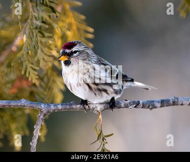 Vue en gros plan du sondage rouge, perchée sur une branche de cèdre avec un arrière-plan flou dans son environnement et son habitat. Image. Image. Portrait. Red Poll St Banque D'Images
