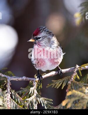 Vue en gros plan du sondage rouge, perchée sur une branche de cèdre avec un arrière-plan flou dans son environnement et son habitat. Image. Image. Portrait. Red Poll St Banque D'Images