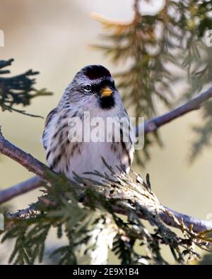 Vue en gros plan du sondage rouge, perchée sur une branche de cèdre avec un arrière-plan flou dans son environnement et son habitat. Image. Image. Portrait. Red Poll St Banque D'Images