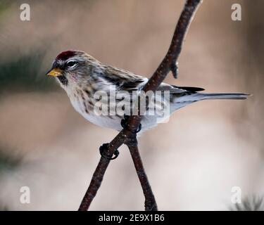 Vue en gros plan du sondage rouge, perchée avec un arrière-plan flou dans son environnement et son habitat. Image. Image. Portrait. Photo de stock de sondage rouge. Banque D'Images