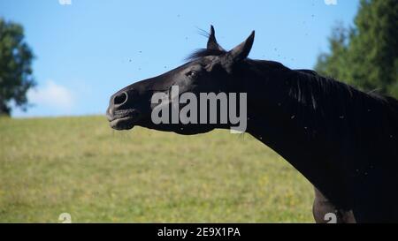 cheval noir sur le pâturage, secouant la tête à cause de mouches et de moustiques ennuyeux Banque D'Images