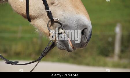 gros plan de la bouche de cheval avec bride et reins, décontracté Banque D'Images