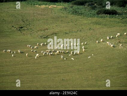 Pâturage des moutons dans la campagne de Sardaigne (scanné à partir de colorslide) Banque D'Images