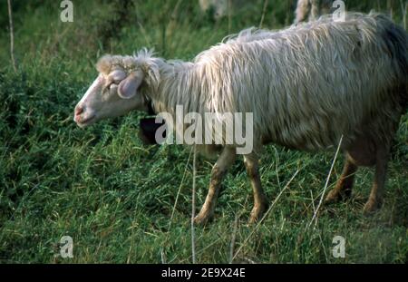 Pâturage des moutons dans la campagne de Sardaigne (scanné à partir de colorslide) Banque D'Images