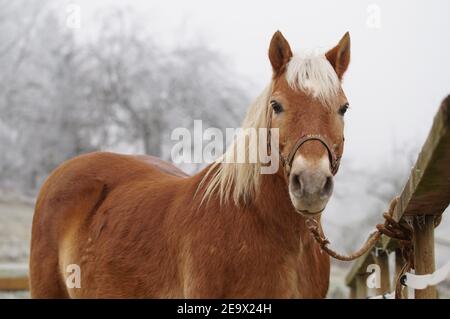 Haflinger cheval attaché en attendant le toilettage, se préparant pour la leçon d'équitation Banque D'Images