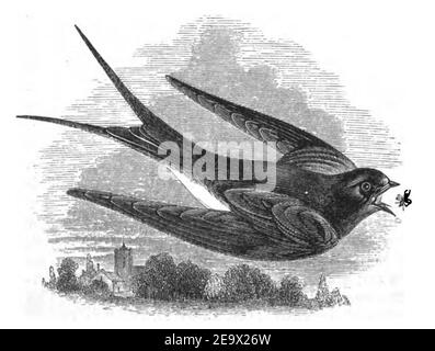 Histoire naturelle, oiseaux - ChChimney Swallow. Banque D'Images