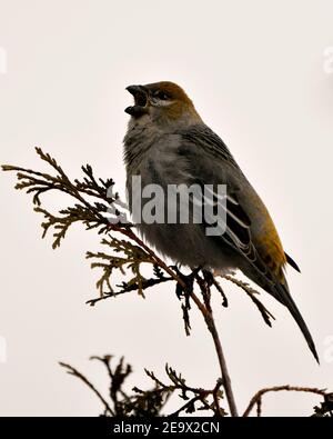 Vue rapprochée de Pine Grosbeak, perchée avec un bec ouvert et un arrière-plan flou dans son environnement et son habitat. Image. Image. Portrait. Photo. Banque D'Images