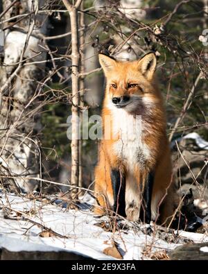 Renard roux assis et regardant la caméra pendant la saison d'hiver dans son environnement et son habitat avec fond de forêt montrant la queue de renard broussaillée, la fourrure. Renard Banque D'Images