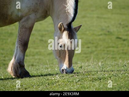 Tête de fjord norvégien de cheval paître sur la prairie Banque D'Images