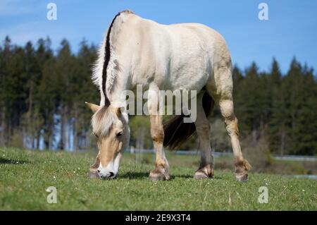 Cheval sur le fjord norvégien paissant sur la prairie, vue à angle bas avec ciel bleu en arrière-plan Banque D'Images