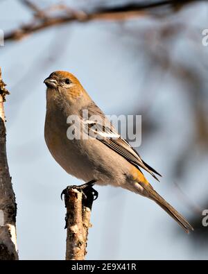 Vue en gros plan de Pine Grosbeak, perchée avec un arrière-plan flou dans son environnement. Image. Image. Portrait. Photos stock de Pine Grosbeak. Banque D'Images