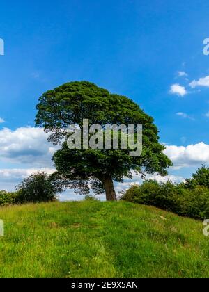 Will Shore's Tree sur lequel William Wordsworth a écrit un réseau sonore Près d'Oaker dans le parc national de Derbyshire Dales Peak District Angleterre Royaume-Uni Banque D'Images