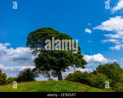 Will Shore's Tree sur lequel William Wordsworth a écrit un réseau sonore Près d'Oaker dans le parc national de Derbyshire Dales Peak District Angleterre Royaume-Uni Banque D'Images