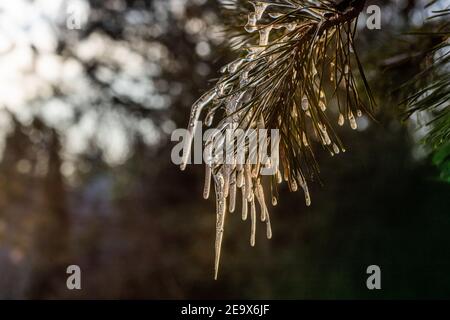 Icicles sur les aiguilles de pin vert. Eau gelée sur les conifères. Gros plan en hiver. Polonais février. Hiver en Europe centrale. Banque D'Images