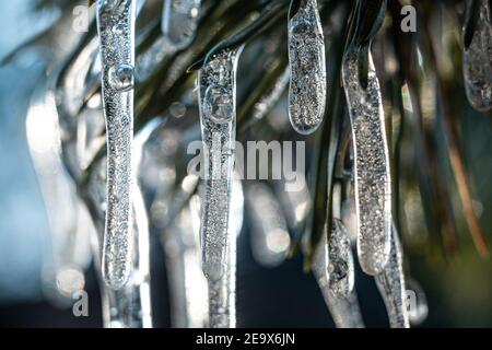 Icicles sur les aiguilles de pin vert. Eau gelée sur les conifères. Gros plan en hiver. Polonais février. Hiver en Europe centrale. Banque D'Images