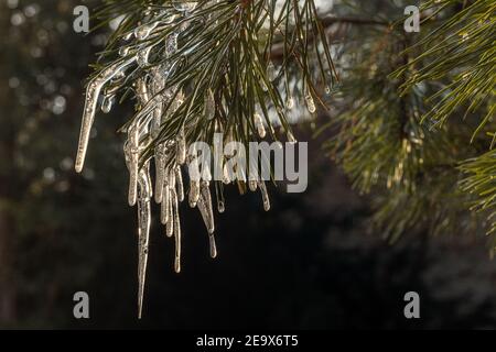 Icicles sur les aiguilles de pin vert. Eau gelée sur les conifères. Gros plan en hiver. Polonais février. Hiver en Europe centrale. Banque D'Images