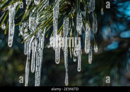 Icicles sur les aiguilles de pin vert. Eau gelée sur les conifères. Gros plan en hiver. Polonais février. Hiver en Europe centrale. Banque D'Images