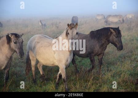 Konik Ponies (Equus Ferus caballus) Banque D'Images