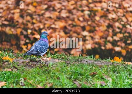 Un pigeon debout sur l'herbe dans le paysage d'automne avec tombé feuilles Banque D'Images