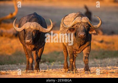 Une paire de taureaux de Buffalo Syncerus caffer vu dans le parc national de Mana pools au Zimbabwe. Banque D'Images