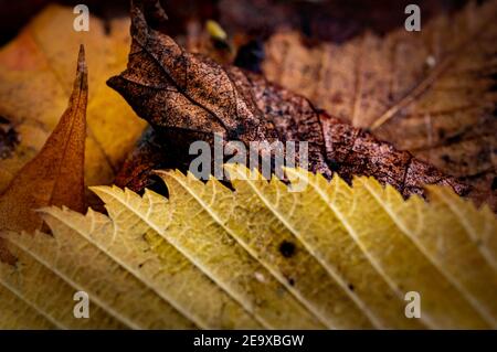 Image macro des feuilles mortes d'automne, jaune, marron et orange Banque D'Images