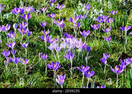 Wells Somerset, Royaume-Uni. 06e février 2021. Lors d'une journée très suuny et douce à Wells au Palais des évêques, Crocus et Snowdrops sont vus pleine fleur dans leurs jardins arboretum. Crédit photo : Robert Timoney/Alay Live News Banque D'Images