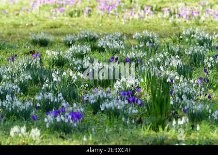 Wells Somerset, Royaume-Uni. 06e février 2021. Lors d'une journée très suuny et douce à Wells au Palais des évêques, Crocus et Snowdrops sont vus pleine fleur dans leurs jardins arboretum. Crédit photo : Robert Timoney/Alay Live News Banque D'Images