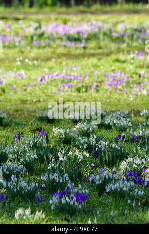 Wells Somerset, Royaume-Uni. 06e février 2021. Lors d'une journée très suuny et douce à Wells au Palais des évêques, Crocus et Snowdrops sont vus pleine fleur dans leurs jardins arboretum. Crédit photo : Robert Timoney/Alay Live News Banque D'Images