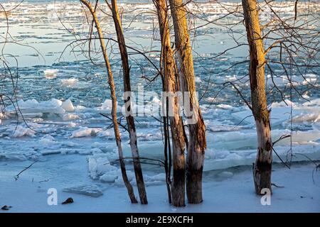 Detroit, Michigan - arbres gelés dans la glace de la rivière Detroit sur la rive de Belle Isle. Banque D'Images