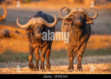 Une paire de taureaux de Buffalo Syncerus caffer vu dans le parc national de Mana pools au Zimbabwe. Banque D'Images