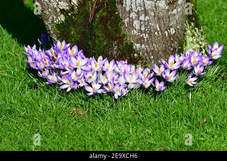 Wells Somerset, Royaume-Uni. 06e février 2021. Lors d'une journée très suuny et douce à Wells au Palais des évêques, Crocus et Snowdrops sont vus pleine fleur dans leurs jardins arboretum. Crédit photo : Robert Timoney/Alay Live News Banque D'Images