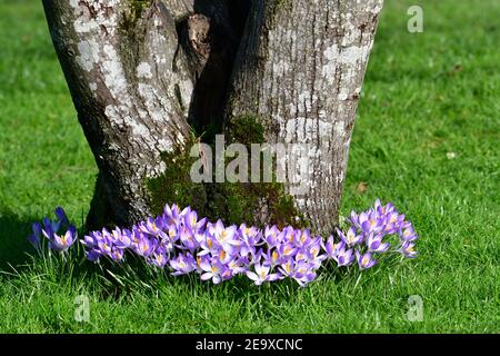 Wells Somerset, Royaume-Uni. 06e février 2021. Lors d'une journée très suuny et douce à Wells au Palais des évêques, Crocus et Snowdrops sont vus pleine fleur dans leurs jardins arboretum. Crédit photo : Robert Timoney/Alay Live News Banque D'Images