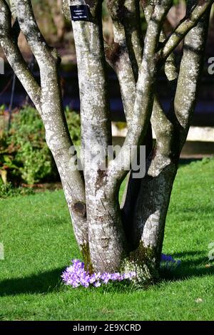 Wells Somerset, Royaume-Uni. 06e février 2021. Lors d'une journée très suuny et douce à Wells au Palais des évêques, Crocus et Snowdrops sont vus pleine fleur dans leurs jardins arboretum. Crédit photo : Robert Timoney/Alay Live News Banque D'Images