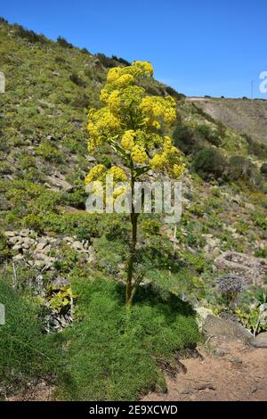 Fenouil géant (Ferula) dans la vallée des 1000 palmiers près de Haria. Lanzarote, Espagne. Banque D'Images