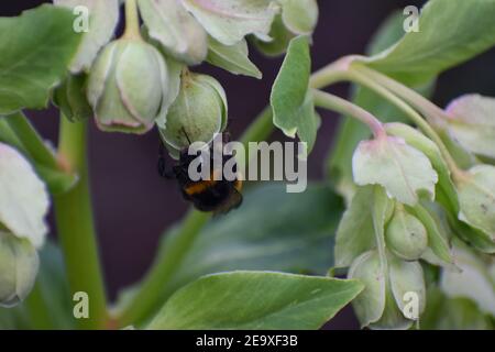 Les abeilles reine émergent de l'hibernation et commencent les colonies avec des travailleurs C'est ce qui tend les jeunes et les nids de l'abeille britannique est sans danger, sauf si vous interfèrent avec les nids Banque D'Images