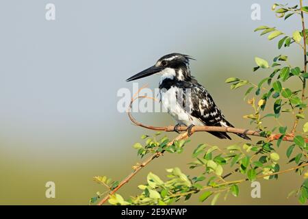 Pied kingfisher (Ceryle rudis) perché sur une succursale, Parc national Kruger, Afrique du Sud Banque D'Images