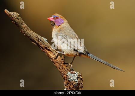 Une femelle de cirbill (Uraeginthus granatinus) perchée sur une branche, en Afrique du Sud Banque D'Images