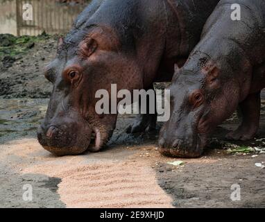 Gros plan de Hippopotamus, hippopotame amphibius. Banque D'Images