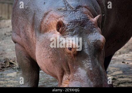 Gros plan de Hippopotamus, hippopotame amphibius. Banque D'Images