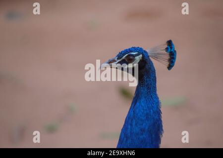 Pavo est un genre de deux espèces appartenant à la famille. Les deux espèces, avec le Congo Peacock, sont connus sous le nom de paons. Banque D'Images