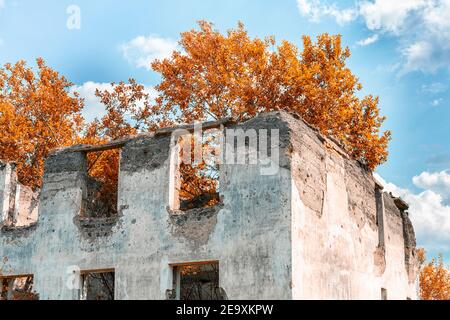 les arbres poussent du toit d'une ancienne maison en ruines Banque D'Images