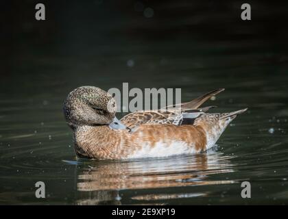 Le Wigeon américain (Mareca americana) nage dans un étang de Franklin Canyon, Los Angeles, CA. Banque D'Images